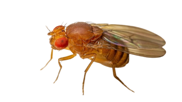 Mosca-del-Vinagre-o-de-la-Fruta-Drosophila-melanogaster-01
