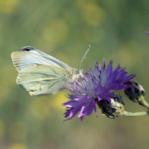recerca-biodiversitat3